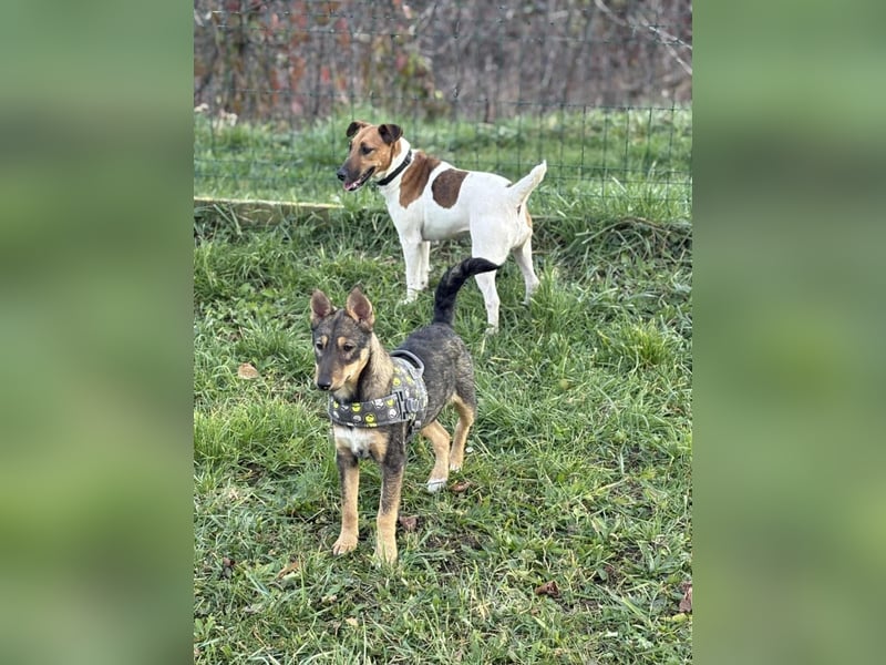 Dodo, süße Hundemama freut sich auf aktive Familie