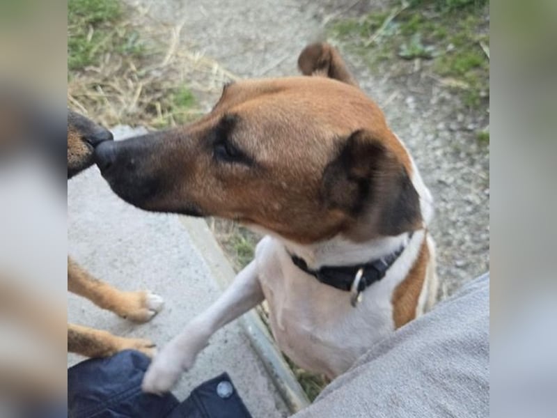 Dodo, süße Hundemama freut sich auf aktive Familie