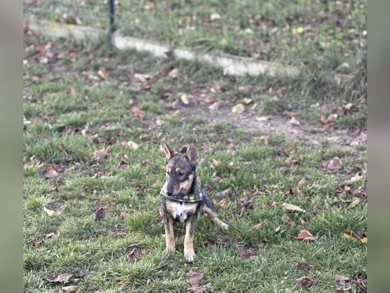 Dodi, kleiner Süssling sucht…..