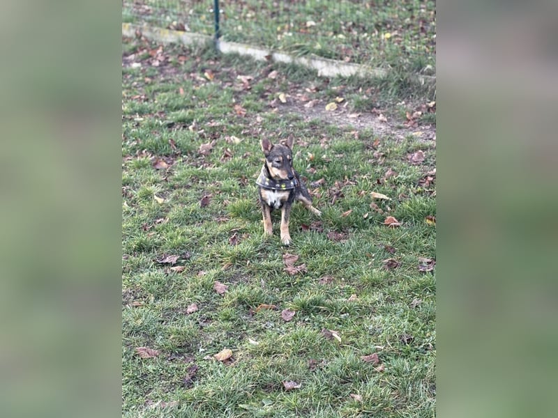 Dodi, kleiner Süssling sucht…..