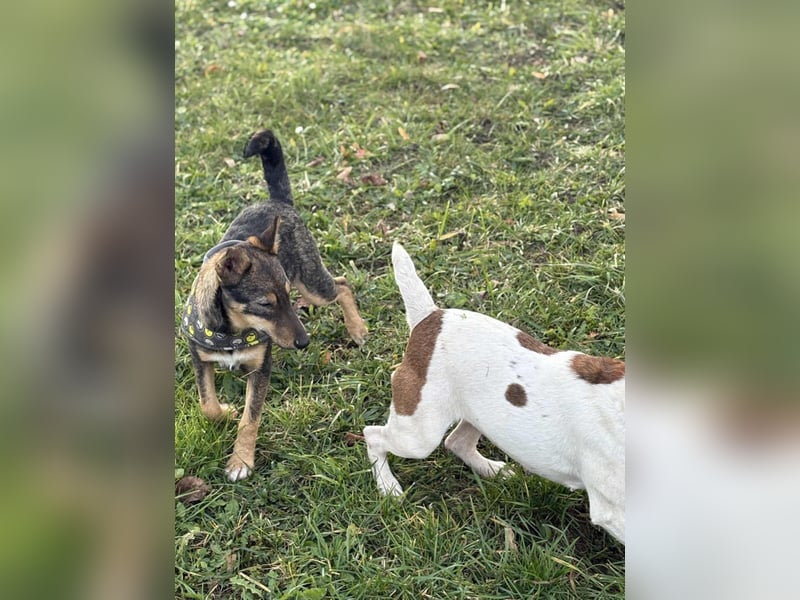 Dodo, süße Hundemama freut sich auf aktive Familie
