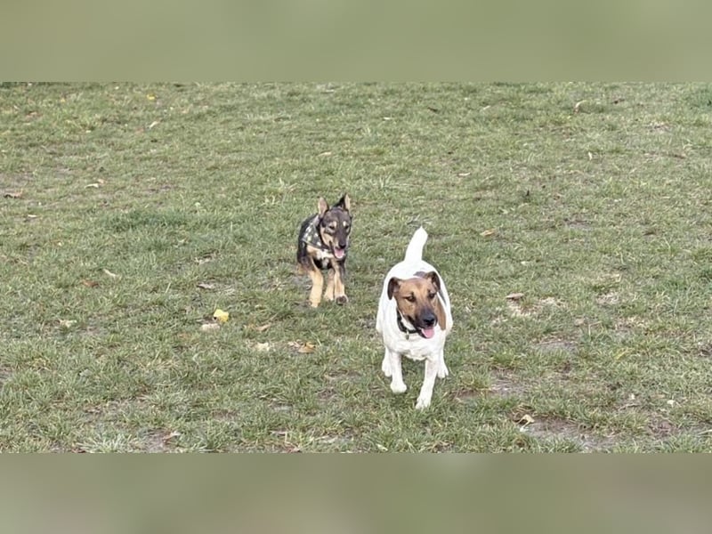 Dodi, kleiner Süssling sucht…..