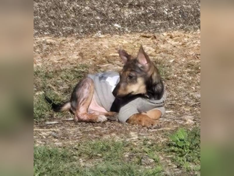 Dodi, kleiner Süssling sucht…..