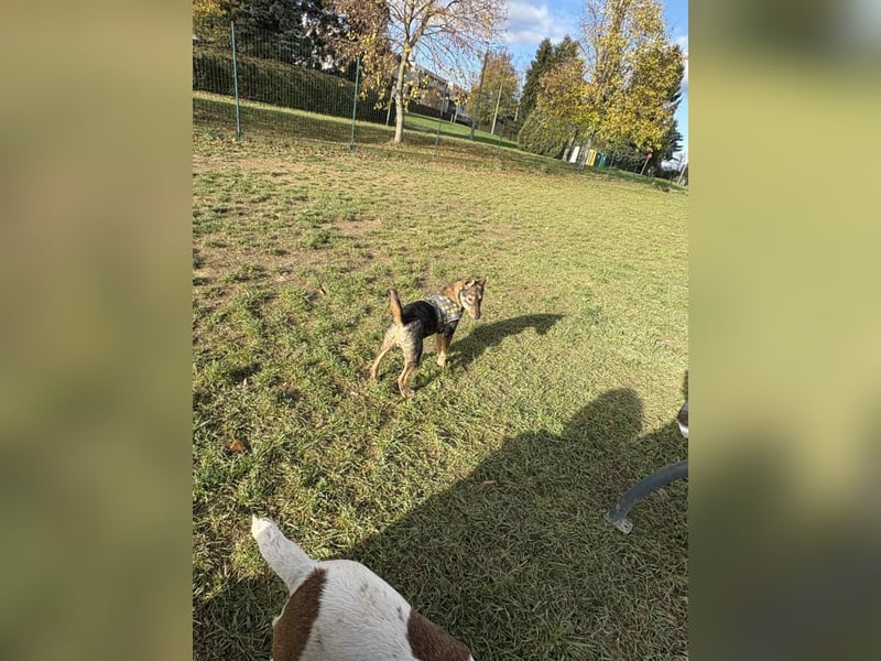 Dodo, süße Hundemama freut sich auf aktive Familie