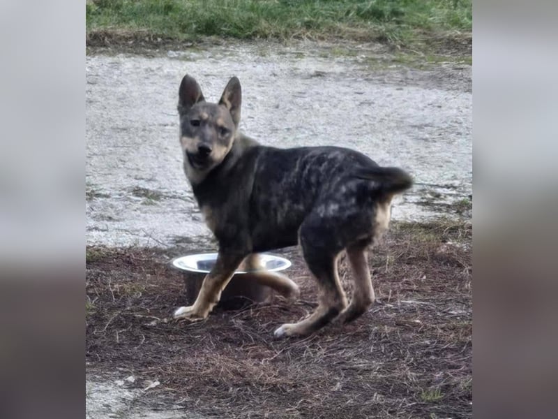 Dodi, kleiner Süssling sucht…..