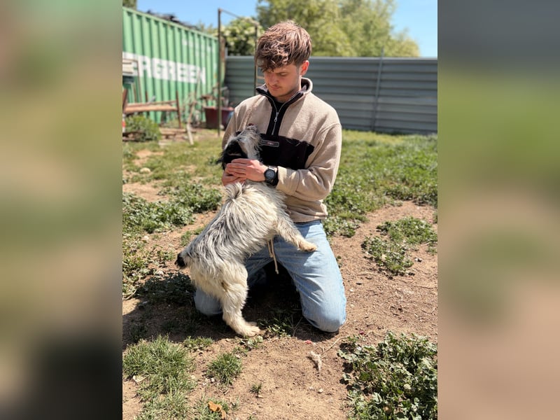 Presley, aktiv und neugierig auf das Leben