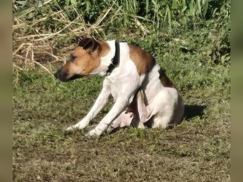 Dodo, süße Hundemama freut sich auf aktive Familie