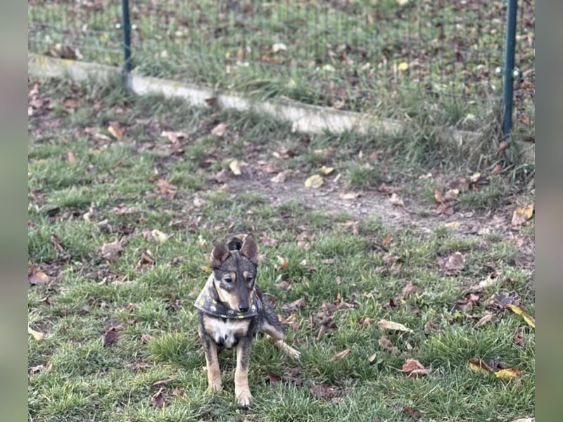 Dodi, kleiner Süssling sucht…..