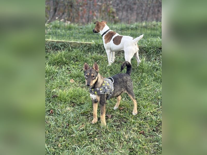 Dodi, kleiner Süssling sucht…..