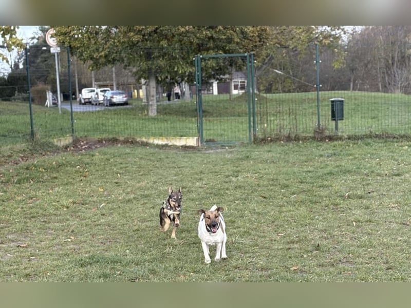 Dodi, kleiner Süssling sucht…..