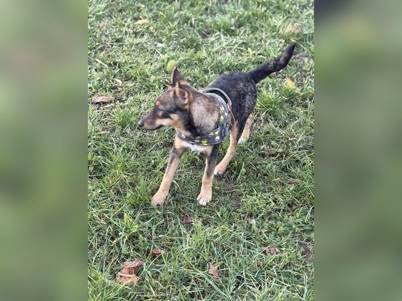 Dodi, kleiner Süssling sucht…..