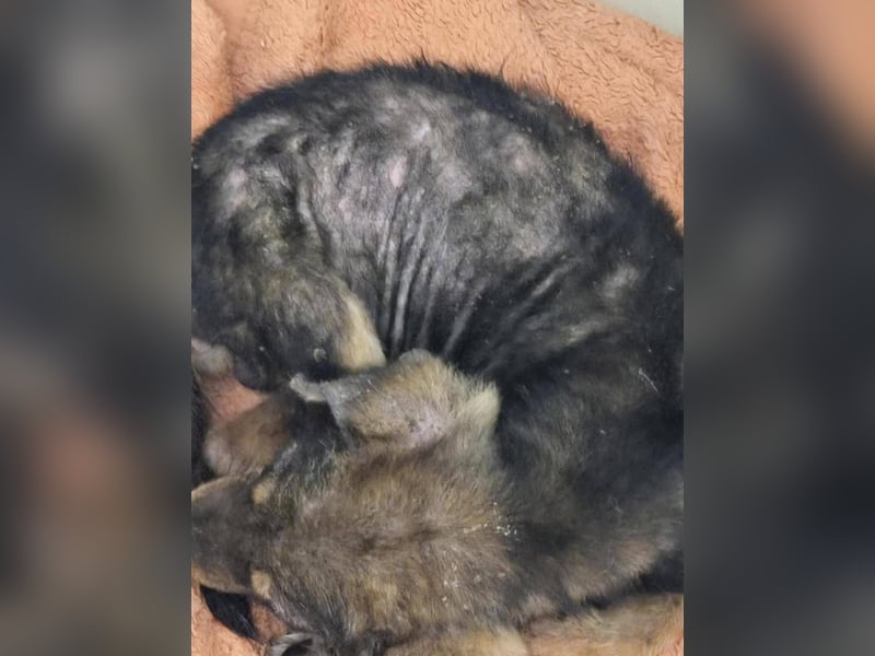 Dodi, kleiner Süssling sucht…..