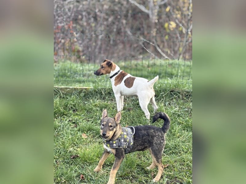 Dodi, kleiner Süssling sucht…..