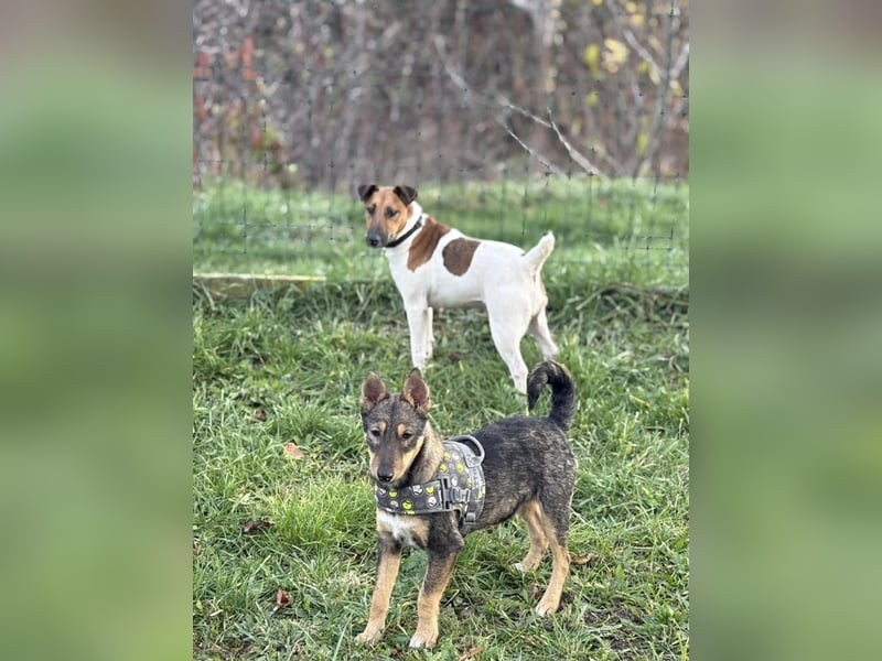 Dodi, kleiner Süssling sucht…..