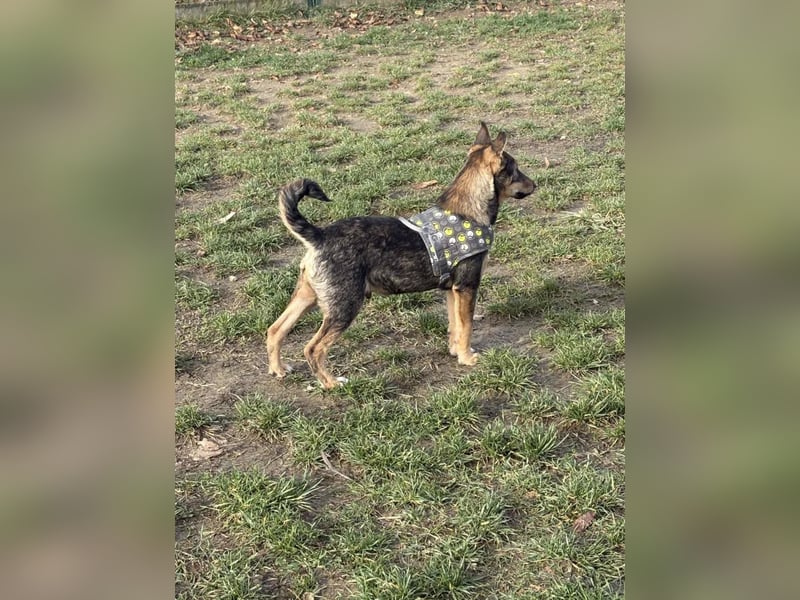 Dodi, kleiner Süssling sucht…..