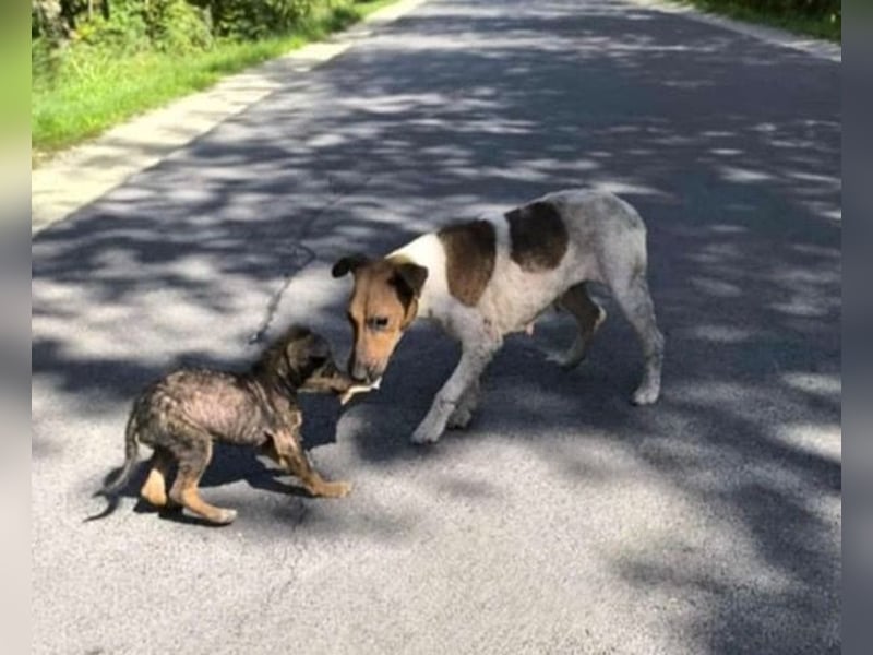 Dodi, kleiner Süssling sucht…..