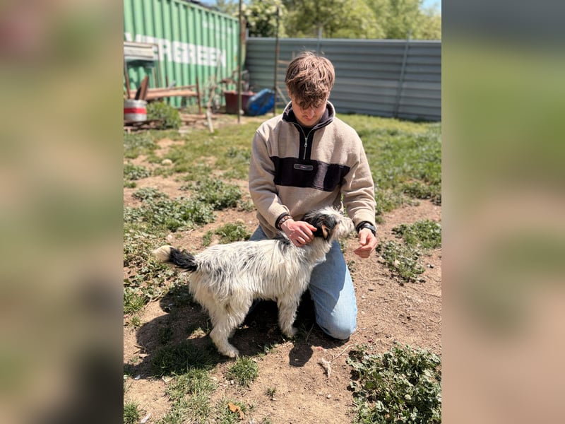 Presley, aktiv und neugierig auf das Leben