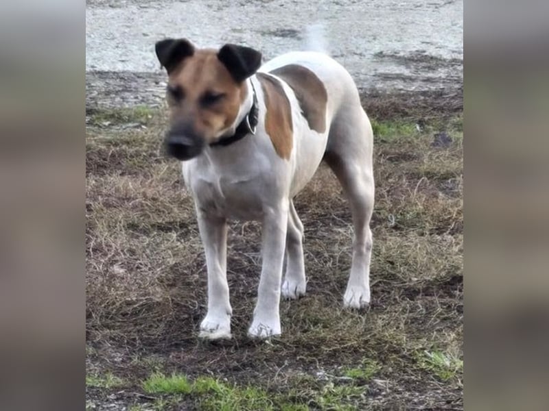 Dodo, süße Hundemama freut sich auf aktive Familie