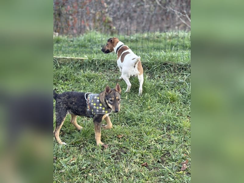 Dodi, kleiner Süssling sucht…..