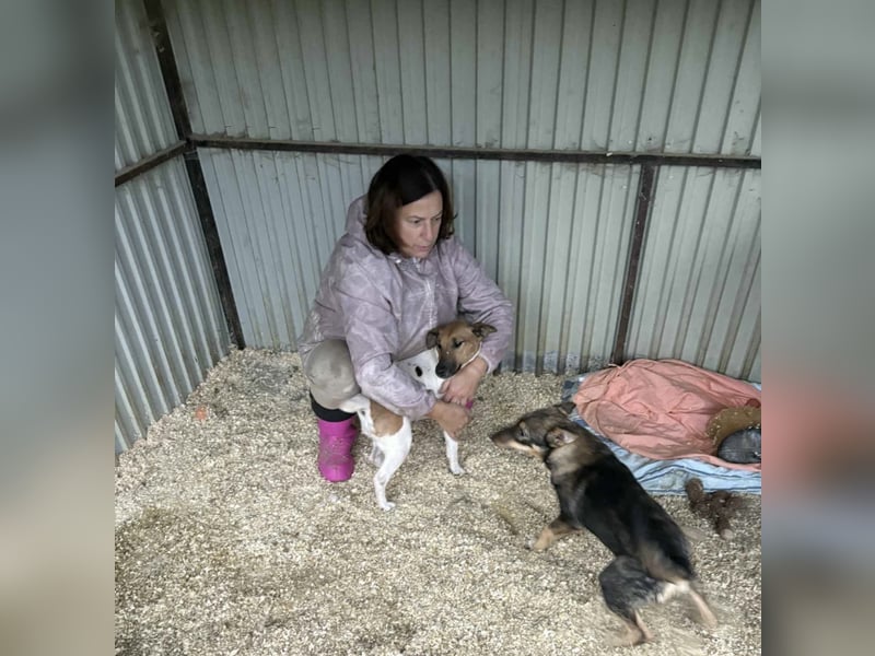 Dodi, kleiner Süssling sucht…..