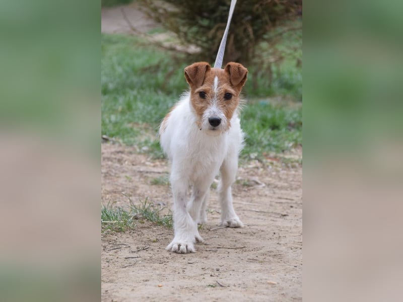 Filou - ein ausgesprochen freundlicher, junger und verschmuster Rüde