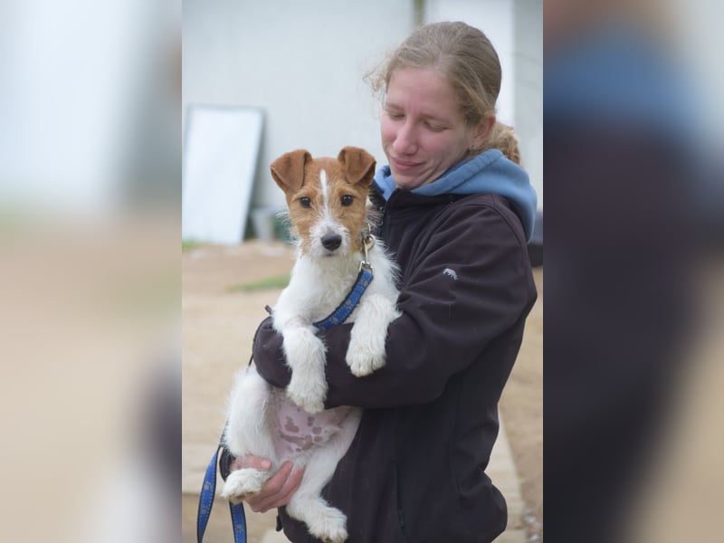 Filou - ein ausgesprochen freundlicher, junger und verschmuster Rüde