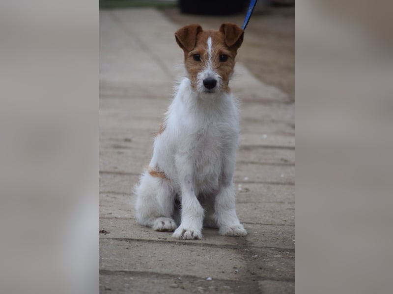 Filou - ein ausgesprochen freundlicher, junger und verschmuster Rüde