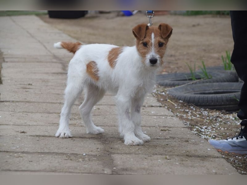 Filou - ein ausgesprochen freundlicher, junger und verschmuster Rüde