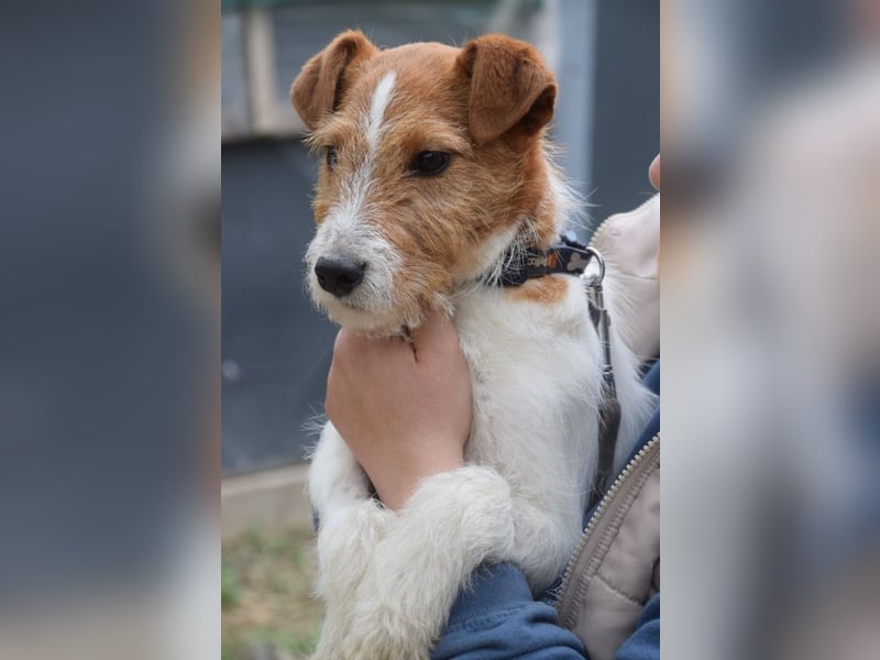 Filou - ein ausgesprochen freundlicher, junger und verschmuster Rüde