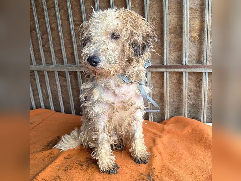 PABLO braucht viel Liebe - 7 Jahre, 40cm - Foxterrier-Mix