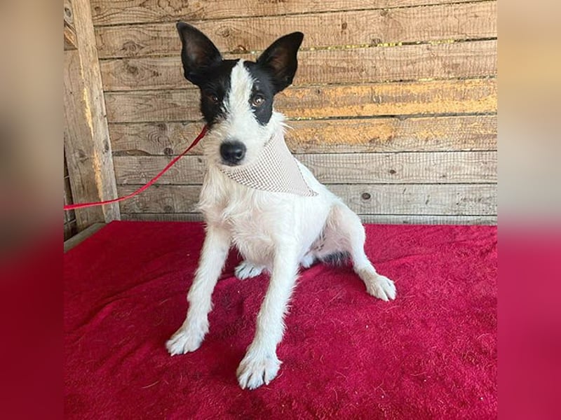 lebenslustiger JERRY - 1,5 Jahre, 40cm/10kg - Foxterrier-Mix