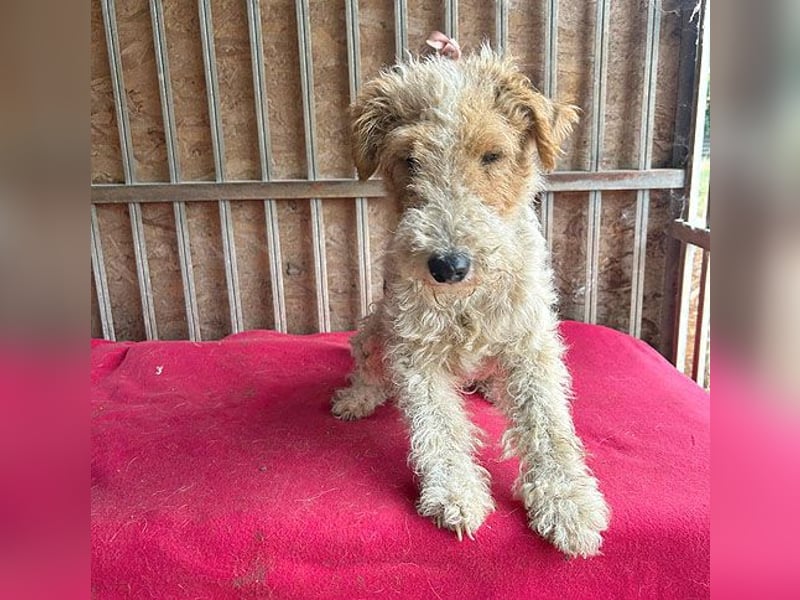 ❤️❤️❤️ Sonnenschein FOLTI - 1,5 Jahre, 39cm/10kg - Foxterrier
