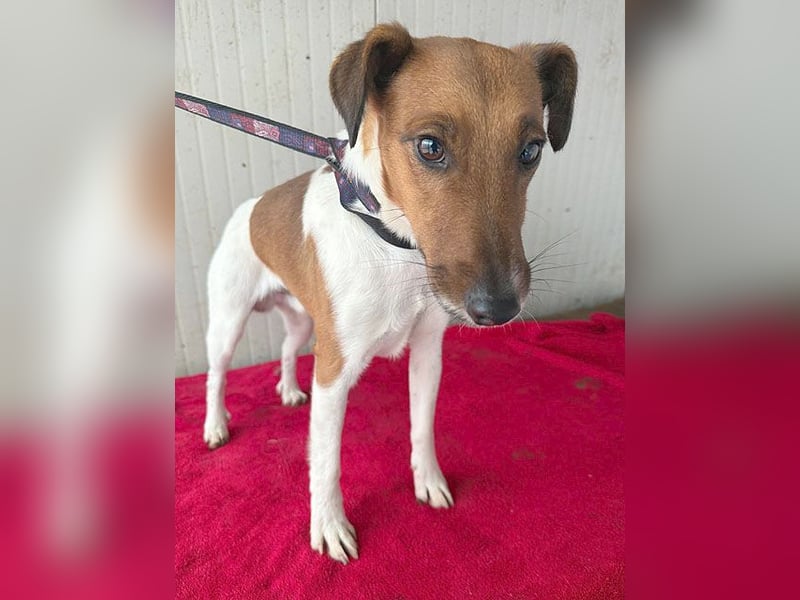 ❤️❤️❤️  liebenswerter Foxi-Bub MILO - 3,5 Jahre, 38cm/8kg - Glatthaar-Foxterrier