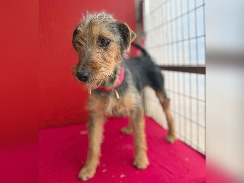 rte Foxi-Hündin INCI (Intschi) - 1,5 Jahre, 40cm/9kg