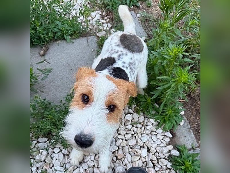❤️❤️❤️ bezaubernde kleine LOTTI - 2,5 Jahre, 40cm/10kg - Foxterrier-Mix