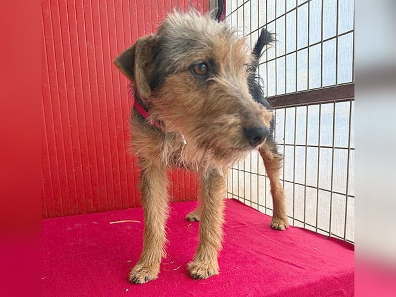 rte Foxi-Hündin INCI (Intschi) - 1,5 Jahre, 40cm/9kg