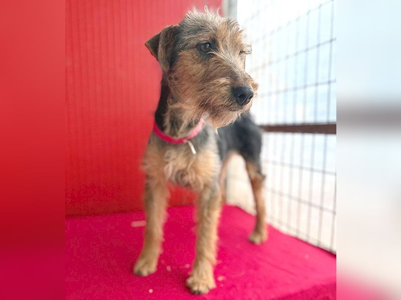 rte Foxi-Hündin INCI (Intschi) - 1,5 Jahre, 40cm/9kg