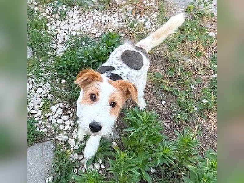 ❤️❤️❤️ bezaubernde kleine LOTTI - 2,5 Jahre, 40cm/10kg - Foxterrier-Mix