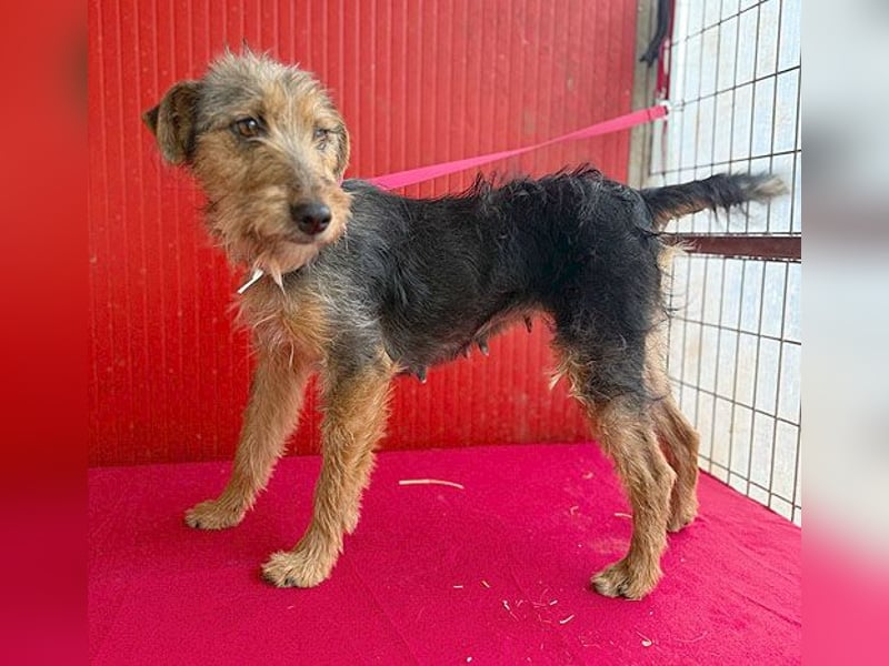 rte Foxi-Hündin INCI (Intschi) - 1,5 Jahre, 40cm/9kg