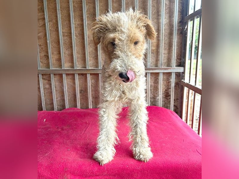 ❤️❤️❤️ Sonnenschein FOLTI - 1,5 Jahre, 39cm/10kg - Foxterrier