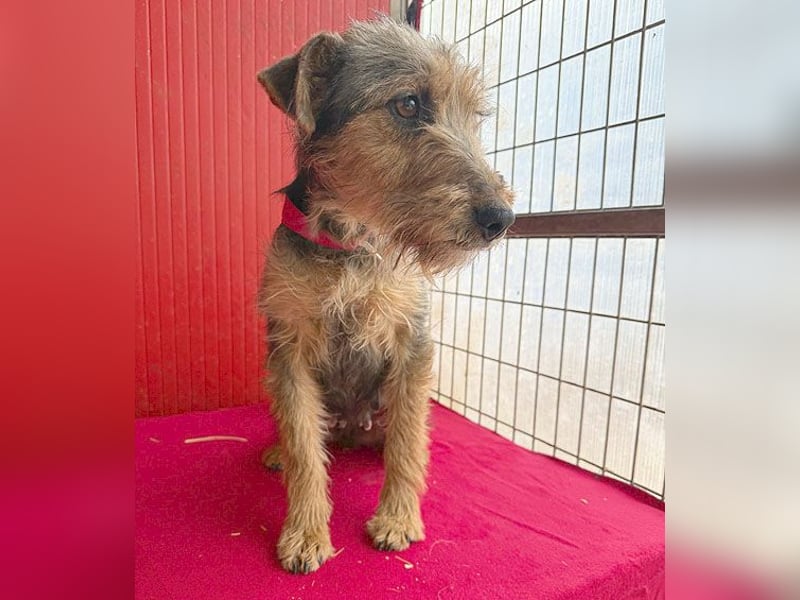 rte Foxi-Hündin INCI (Intschi) - 1,5 Jahre, 40cm/9kg