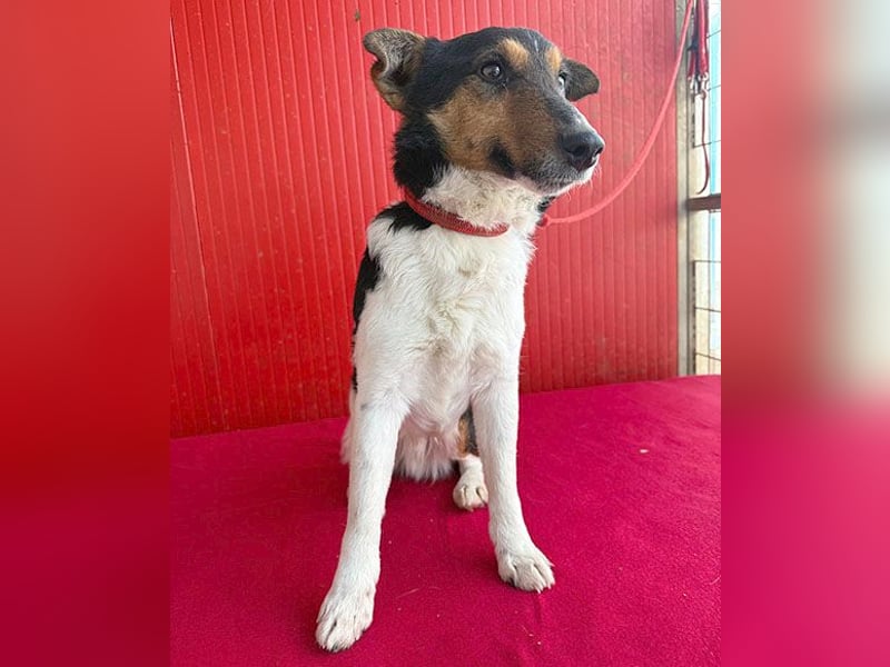 superlieber JOEY - 2,5 Jahre, 35cm - Glatthaar-Foxterrier