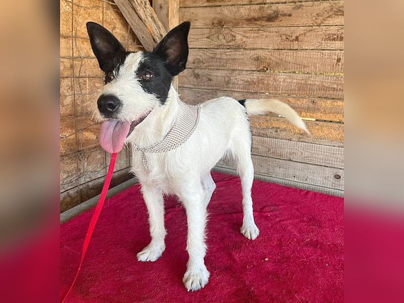 lebenslustiger JERRY - 1,5 Jahre, 40cm/10kg - Foxterrier-Mix