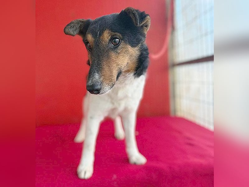 superlieber JOEY - 2,5 Jahre, 35cm - Glatthaar-Foxterrier