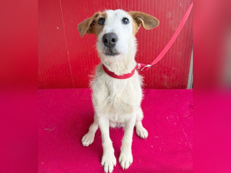 bezaubernde kleine LOTTI - 2,5 Jahre, 40cm/10kg - Foxterrier-Mix