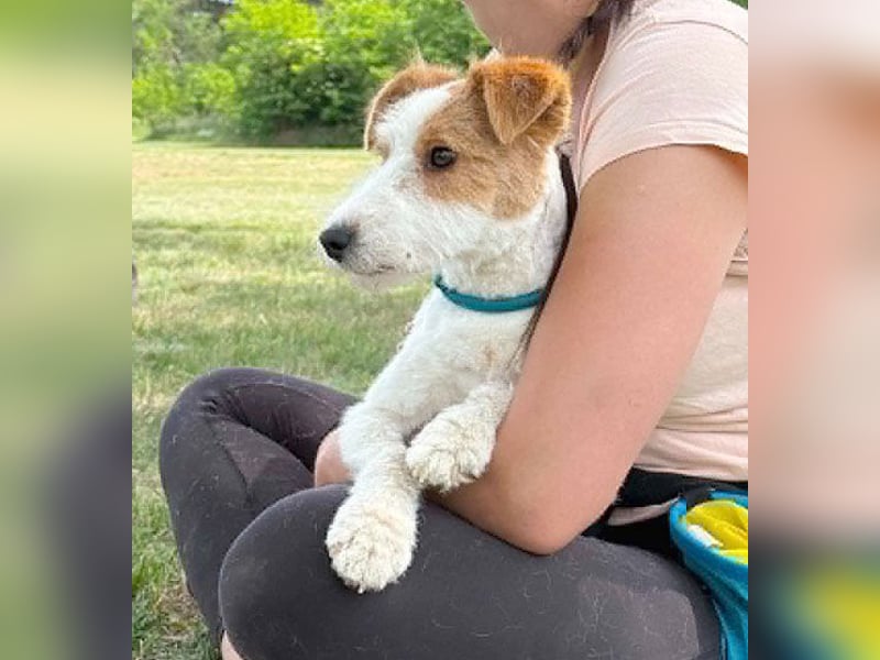 ❤️❤️❤️ bezaubernde kleine LOTTI - 2,5 Jahre, 40cm/10kg - Foxterrier-Mix