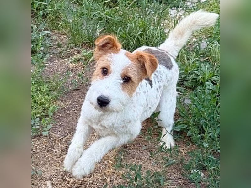 ❤️❤️❤️ bezaubernde kleine LOTTI - 2,5 Jahre, 40cm/10kg - Foxterrier-Mix