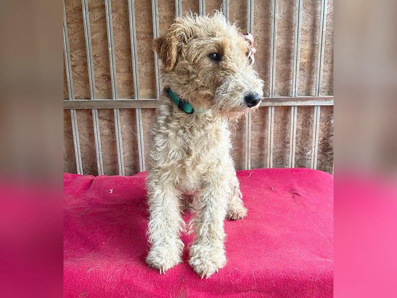 ❤️❤️❤️ Sonnenschein FOLTI - 1,5 Jahre, 39cm/10kg - Foxterrier