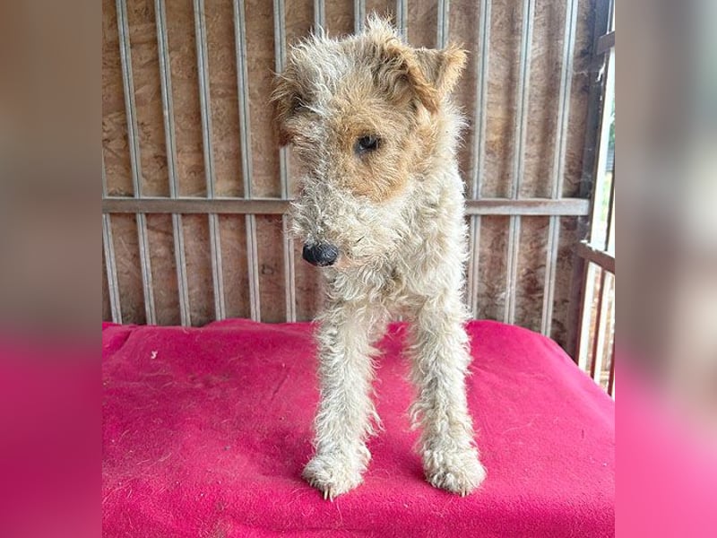 ❤️❤️❤️ Sonnenschein FOLTI - 1,5 Jahre, 39cm/10kg - Foxterrier
