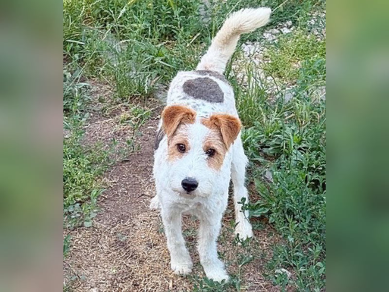 ❤️❤️❤️ bezaubernde kleine LOTTI - 2,5 Jahre, 40cm/10kg - Foxterrier-Mix